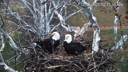 PA Farm Country Eagles Live Cams - Dec 31, 2025, 2:38pm EST