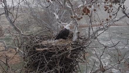 PA Farm Country Eagles Live Cams - Dec 27, 2025, 7:08am EST