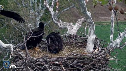 PA Farm Country Eagles Live Cams - May 6, 2026, 3:18pm EDT