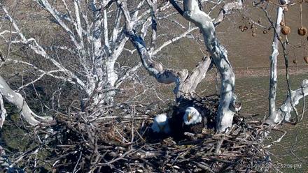 PA Farm Country Eagles Live Cams - Mar 1, 2026, 2:57pm EST
