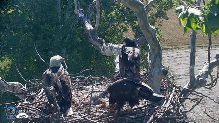 PA Farm Country Eagles Live Cams - Jun 1, 2026, 9:25am EDT