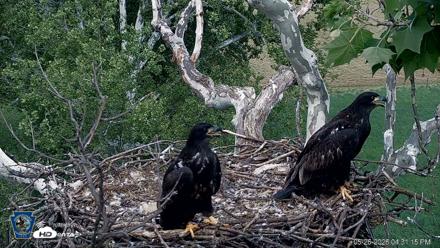 PA Farm Country Eagles Live Cams - May 26, 2026, 4:32pm EDT