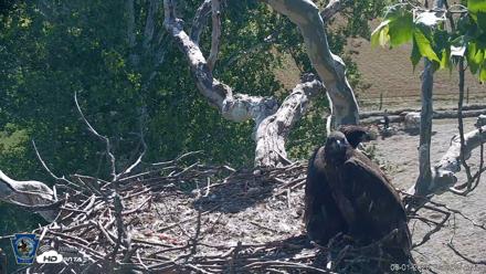 PA Farm Country Eagles Live Cams - Jun 1, 2026, 10:08am EDT