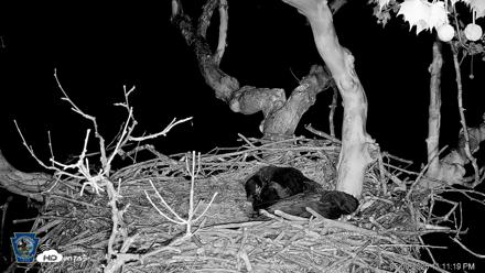 PA Farm Country Eagles Live Cams - May 9, 2026, 11:12pm EDT