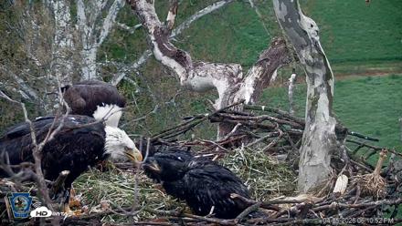 PA Farm Country Eagles Live Cams - Apr 25, 2026, 6:11pm EDT