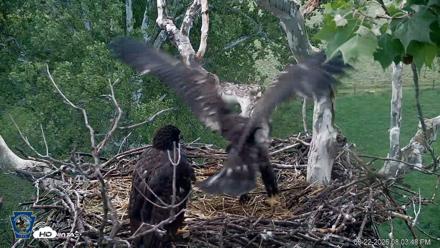 PA Farm Country Eagles Live Cams - May 22, 2026, 8:04pm EDT