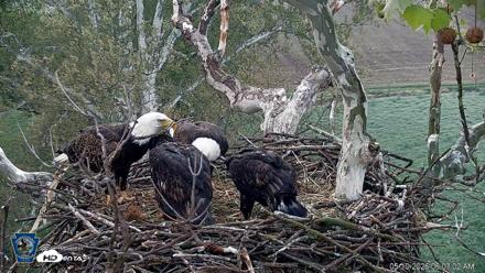 PA Farm Country Eagles Live Cams - May 10, 2026, 6:03am EDT