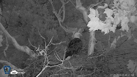 PA Farm Country Eagles Live Cams - Jul 26, 2026, 5:49am EDT