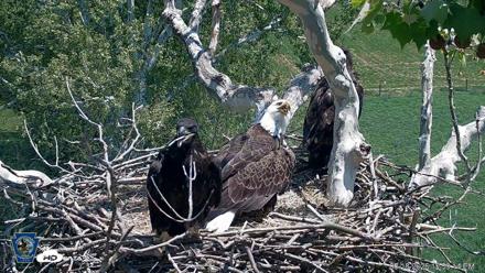 PA Farm Country Eagles Live Cams - May 18, 2026, 1:00pm EDT