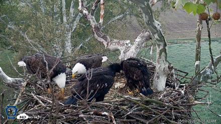 PA Farm Country Eagles Live Cams - May 10, 2026, 6:04am EDT