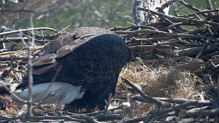 PA Farm Country Eagles Live Cams - Mar 20, 2026, 10:47am EDT