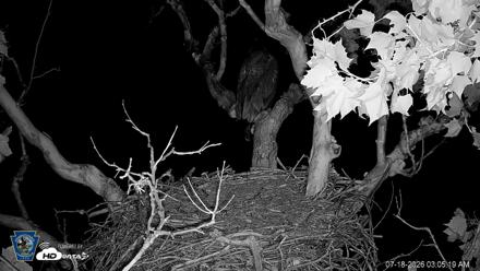 PA Farm Country Eagles Live Cams - Jul 18, 2026, 3:06am EDT