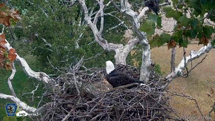 PA Farm Country Eagles Live Cams - Oct 12, 2026, 4:05pm EDT
