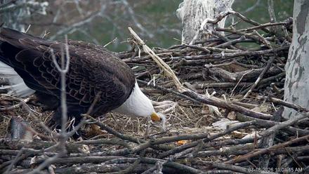 PA Farm Country Eagles Live Cams - Mar 18, 2026, 11:02am EDT