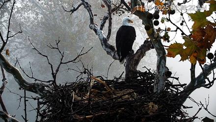 PA Farm Country Eagles Live Cams - Nov 8, 2025, 6:39am EST