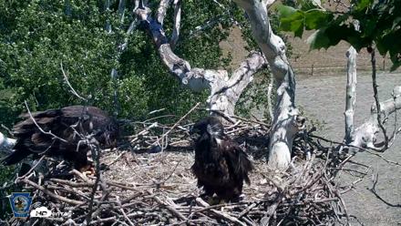 PA Farm Country Eagles Live Cams - May 31, 2026, 2:07pm EDT