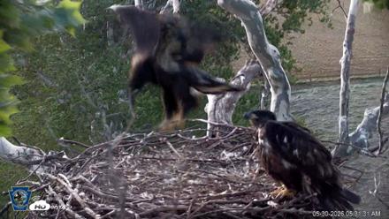 PA Farm Country Eagles Live Cams - May 30, 2026, 5:32am EDT