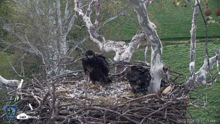 PA Farm Country Eagles Live Cams - May 2, 2026, 7:18am EDT