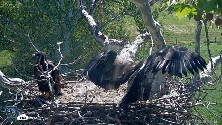 PA Farm Country Eagles Live Cams - May 16, 2026, 10:16am EDT