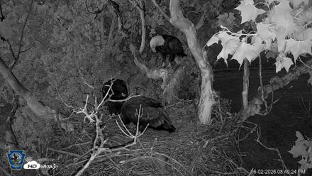PA Farm Country Eagles Live Cams - Jun 2, 2026, 8:50pm EDT