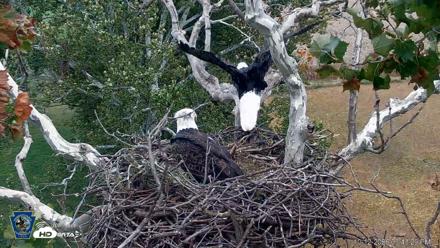 PA Farm Country Eagles Live Cams - Oct 12, 2026, 3:44pm EDT