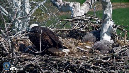 PA Farm Country Eagles Live Cams - Apr 10, 2026, 2:17pm EDT