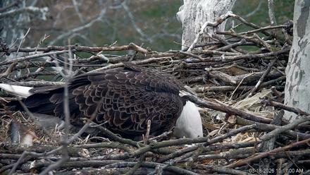 PA Farm Country Eagles Live Cams - Mar 18, 2026, 10:17am EDT