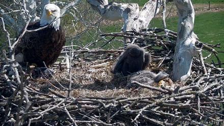 PA Farm Country Eagles Live Cams - Apr 9, 2026, 12:20pm EDT