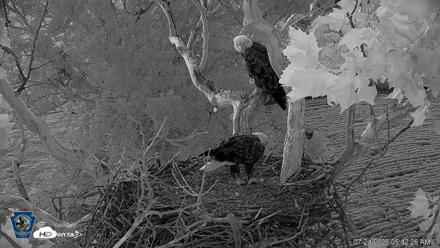 PA Farm Country Eagles Live Cams - Jul 24, 2026, 5:43am EDT