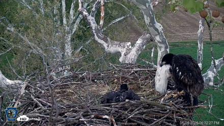 PA Farm Country Eagles Live Cams - May 9, 2026, 6:33pm EDT