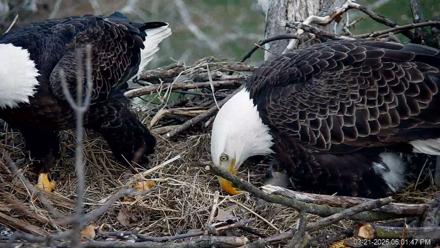 PA Farm Country Eagles Live Cams - Mar 21, 2026, 6:02pm EDT