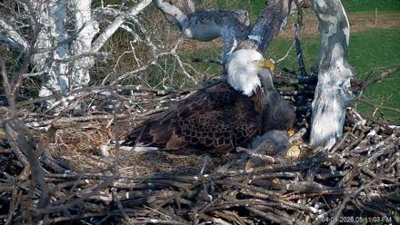 PA Farm Country Eagles Live Cams - Apr 4, 2026, 5:11pm EDT