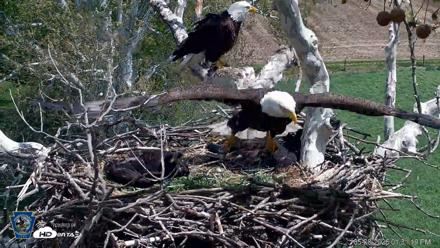 PA Farm Country Eagles Live Cams - May 8, 2026, 1:33pm EDT