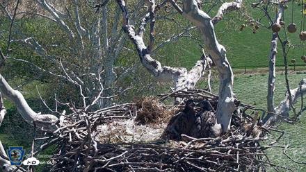 PA Farm Country Eagles Live Cams - Apr 21, 2026, 11:17am EDT