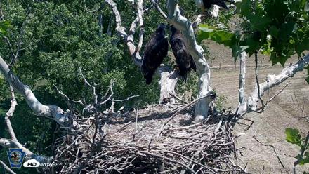 PA Farm Country Eagles Live Cams - Jun 5, 2026, 1:27pm EDT