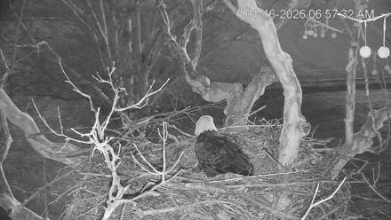 PA Farm Country Eagles Live Cams - Jan 16, 2026, 6:58am EST