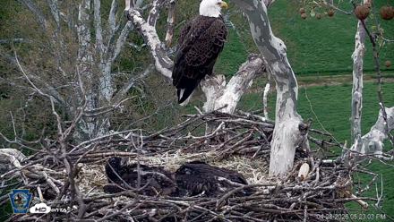 PA Farm Country Eagles Live Cams - Apr 28, 2026, 5:23pm EDT