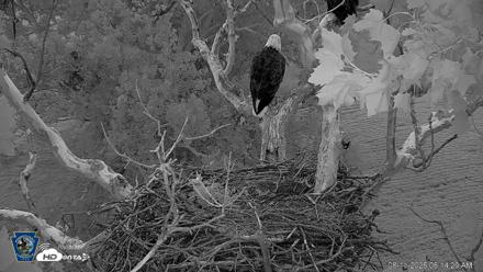 PA Farm Country Eagles Live Cams - Aug 11, 2026, 6:15am EDT
