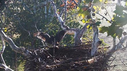 PA Farm Country Eagles Live Cams - Oct 21, 2025, 8:37am EDT