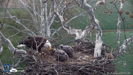 PA Farm Country Eagles Live Cams - Apr 16, 2026, 6:56am EDT