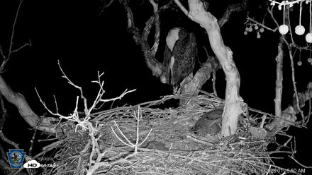 PA Farm Country Eagles Live Cams - Apr 16, 2026, 1:17am EDT