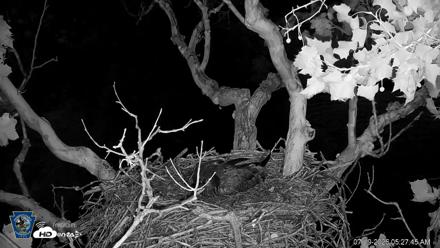 PA Farm Country Eagles Live Cams - Jul 19, 2026, 5:28am EDT