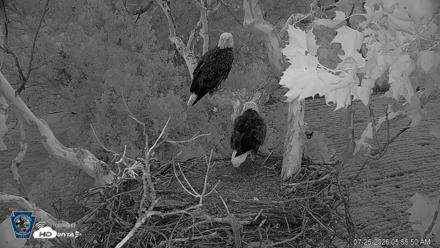 PA Farm Country Eagles Live Cams - Jul 26, 2026, 5:58am EDT