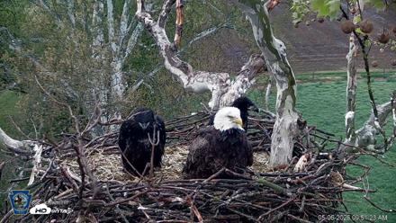 PA Farm Country Eagles Live Cams - May 6, 2026, 9:52am EDT