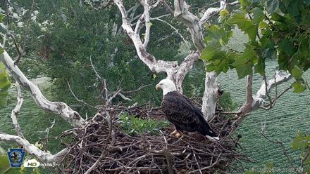 PA Farm Country Eagles Live Cams - Aug 13, 2026, 6:14am EDT