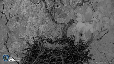 PA Farm Country Eagles Live Cams - Aug 17, 2026, 8:12pm EDT