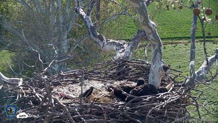 PA Farm Country Eagles Live Cams - May 1, 2026, 9:09am EDT
