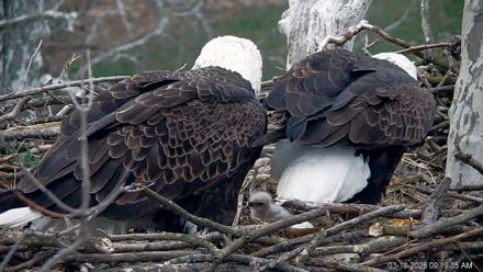 PA Farm Country Eagles Live Cams - Mar 19, 2026, 9:20am EDT