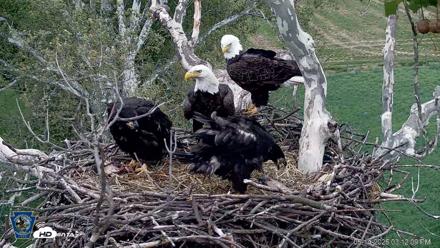PA Farm Country Eagles Live Cams - May 14, 2026, 3:13pm EDT