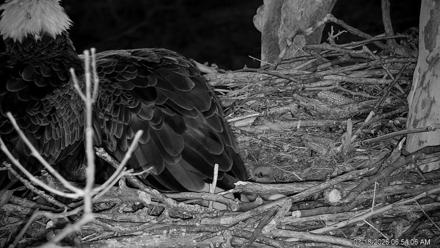 PA Farm Country Eagles Live Cams - Mar 18, 2026, 6:54am EDT